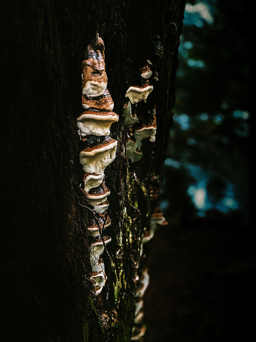 Shelf fungus climbing a dark tree trunk in the forest