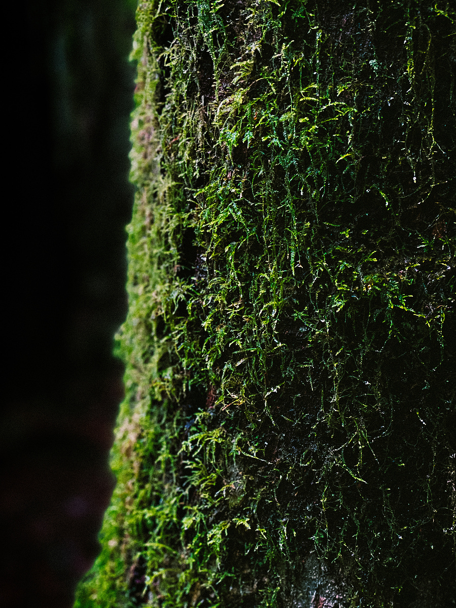 Moss-covered tree trunk catching light against a dark forest